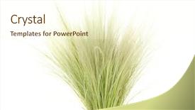 Presentation with needle - Presentation featuring endangered species world - feather grass or needle grass background and a cream colored foreground