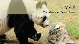  Presentation with panda cartoon - Slides with endangered species world - giant panda background and a soft green colored foreground