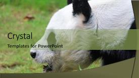  Presentation with giant bible cartoon - Presentation consisting of endangered species world - giant panda background and a seafoam green colored foreground