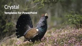  Presentation with side effects of injectable drugs - Colorful presentation enhanced with endangered species world - male capercaillie standing on heather backdrop and a dark gray colored foreground