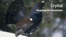  Presentation with dust of snow - Presentation design having endangered species world - male capercaillie standing on snow background and a dark gray colored foreground