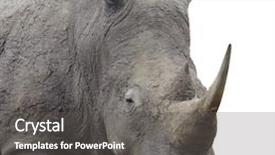 Presentation with background - Audience pleasing presentation consisting of endangered species world - rhinoceros standing over white background backdrop and a gray colored foreground