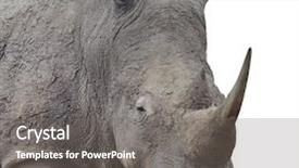  Presentation with floral border over white - Colorful slide deck enhanced with endangered species world - rhinoceros standing over white background backdrop and a gray colored foreground