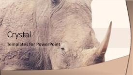  Presentation with background - Amazing slides having endangered species world - rhinoceros standing over white background backdrop and a coral colored foreground