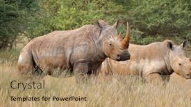  Presentation with south africa - Amazing PPT theme having endangered-white-rhinoceros-ceratotherium-simum backdrop and a coral colored foreground