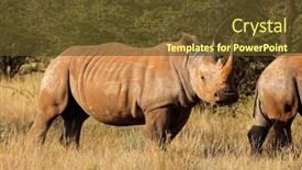 Presentation with south africa - Amazing slide deck having endangered-white-rhinoceros-ceratotherium-simum backdrop and a tawny brown colored foreground