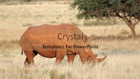  Presentation with south africa - PPT theme consisting of endangered-white-rhinoceros-ceratotherium-simum background and a coral colored foreground