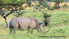  Presentation with south africa - Presentation theme consisting of endangered-white-rhinoceros-ceratotherium-simum background and a mint green colored foreground