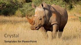  Presentation with south africa - Slides consisting of endangered-white-rhinoceros-ceratotherium-simum background and a  colored foreground