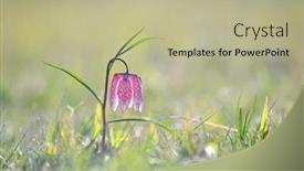  Presentation with wild flower - Amazing slide deck having endangered-wild-chess-flower-fritillaria backdrop and a mint green colored foreground