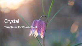  Presentation with wild flower - Amazing slide deck having sunset fritillaria meleagris or snake backdrop and a gray colored foreground