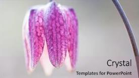 Presentation with wild flower - Theme with wild chess flower in rain background and a soft green colored foreground