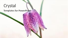  Presentation with wild flower - Cool new PPT layouts with chequer - endangered wild chess flower backdrop and a cream colored foreground