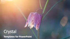  Presentation with wild flower - Cool new slide deck with sunset fritillaria meleagris or snake backdrop and a dark gray colored foreground