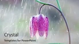  Presentation with wild flower - PPT theme enhanced with wild chess flower in rain background and a light gray colored foreground