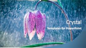  Presentation with wild flower - Beautiful PPT theme featuring wild chess flower in rain backdrop and a teal colored foreground