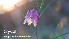 Presentation with wild flower - Slide set enhanced with sunset fritillaria meleagris or snake background and a gray colored foreground