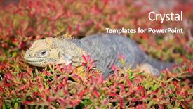  Presentation with ecuador - Colorful slide deck enhanced with endemic land iguana galapagos islands ecuador backdrop and a coral colored foreground