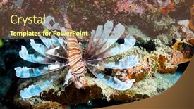  Presentation with what is thing used in looking for far object - Amazing presentation having endemic-lionfish-only-found backdrop and a tawny brown colored foreground