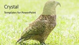  Presentation with lonely man new zealand tourists - Colorful PPT theme enhanced with endemic mountain parrot in arthur backdrop and a  colored foreground