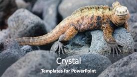  Presentation with ecuador - Audience pleasing presentation theme consisting of marine iguana endemic of galapagos backdrop and a gray colored foreground