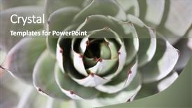  Presentation with venezuela - PPT theme with endemic-plant-from-mount-roraima background and a gray colored foreground