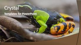  Presentation with beautiful scenery of kuala lumpur - PPT theme consisting of endemic species of frog madagascar background and a gray colored foreground