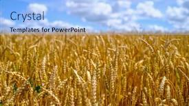  Presentation with summer wheat field blue - PPT theme enhanced with endless-field-of-ripe-wheat background and a light blue colored foreground