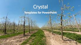  Presentation with fruit trees - Presentation theme featuring endless rows of young pear trees in full bloom in the famous flemish fruit region in belgium near st truiden background and a teal colored foreground