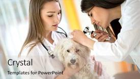  Presentation with work - Beautiful theme featuring enfermeria - young veterinarians at work checking backdrop and a soft green colored foreground