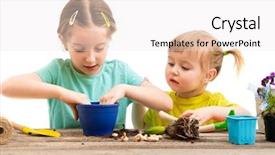  Presentation with rubber plant - Theme with engaged in gardening hyacinth plant background and a sky blue colored foreground