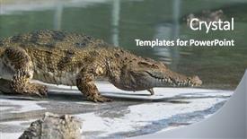  Presentation with crocodile - Cool new presentation design with engangement - crocodile by water backdrop and a  colored foreground