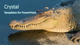  Presentation with crocodile - Slide deck having engangement - crocodile by water background and a  colored foreground