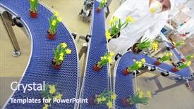  Presentation with conveyor belt - Audience pleasing presentation theme consisting of engineering mass - engineer working with flowers backdrop and a ocean colored foreground