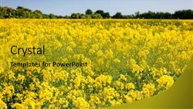  Presentation with vegetable oil - Beautiful theme featuring england uk rapeseed aka oilseed backdrop and a gold colored foreground