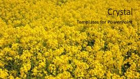  Presentation with vegetable oil - Colorful slide deck enhanced with england uk rapeseed aka oilseed backdrop and a gold colored foreground