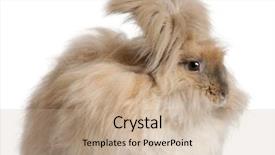  Presentation with english - Colorful presentation design enhanced with english angora rabbit in front backdrop and a coral colored foreground