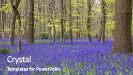  Presentation with learn english concept time - Cool new slide deck with english bluebell woods in spring backdrop and a ocean colored foreground