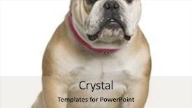  Presentation with english bulldog - Amazing slides having english bulldog 11 months old sitting in front of white background backdrop and a mint green colored foreground