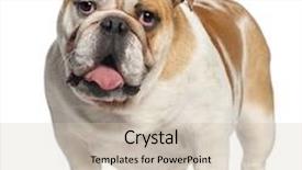  Presentation with english bulldog - Audience pleasing PPT theme consisting of english bulldog 11 months old standing in front of white background backdrop and a soft green colored foreground