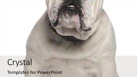  Presentation with english bulldog - Beautiful slide set featuring english-bulldog-14-months-old backdrop and a light gray colored foreground
