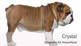  Presentation with english alphabet set in old - Presentation theme with english bulldog 2 years old background and a white colored foreground