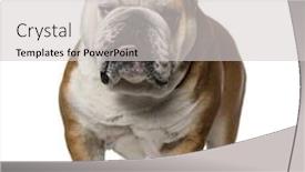  Presentation with english bulldog - PPT theme featuring english bulldog 3 years old background and a light gray colored foreground