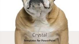  Presentation with english bulldog - Presentation theme enhanced with english bulldog 3 years old sitting in front of white background background and a coral colored foreground
