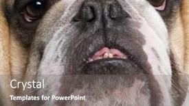  Presentation with english bulldog - Colorful PPT theme enhanced with english bulldog 3 years in front of a white background backdrop and a gray colored foreground