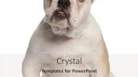  Presentation with english bulldog - Theme with english bulldog 4 months old sitting in front of white background background and a soft green colored foreground