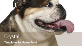  Presentation with english bulldog - Cool new presentation with english bulldog 6 years old against white background backdrop and a coral colored foreground