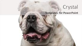  Presentation with english bulldog - Presentation theme with english bulldog 6 years old background and a light gray colored foreground