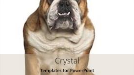  Presentation with english bulldog - PPT theme with english bulldog 6 years old sitting against white background background and a coral colored foreground