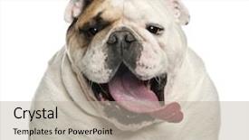  Presentation with english alphabet set in old - Audience pleasing PPT layouts consisting of english bulldog 6 years old backdrop and a mint green colored foreground